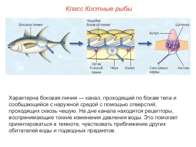 Класс Костные рыбы Характерна боковая линия — канал, проходящий по