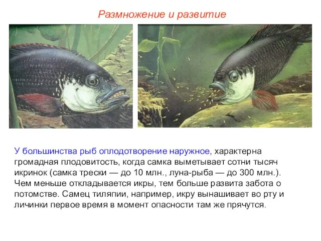 У большинства рыб оплодотворение наружное, характерна громадная плодовитость, когда самка