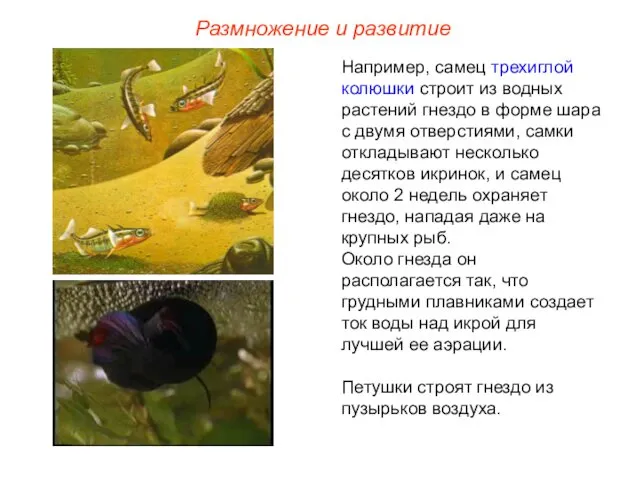 Например, самец трехиглой колюшки строит из водных растений гнездо в