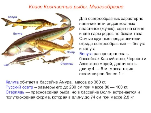 Для осетрообразных характерно наличие пяти рядов костных пластинок (жучек), один