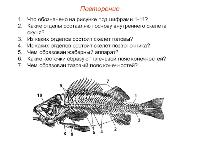 Повторение Что обозначено на рисунке под цифрами 1-11? Какие отделы