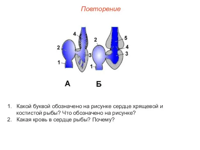 Повторение Какой буквой обозначено на рисунке сердце хрящевой и костистой