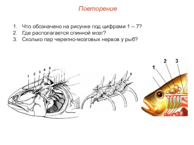 Повторение Что обозначено на рисунке под цифрами 1 – 7?