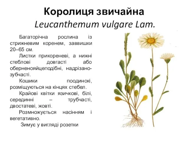Королиця звичайна Leucanthemum vulgare Lam. Багаторічна рослина із стрижневим коренем,