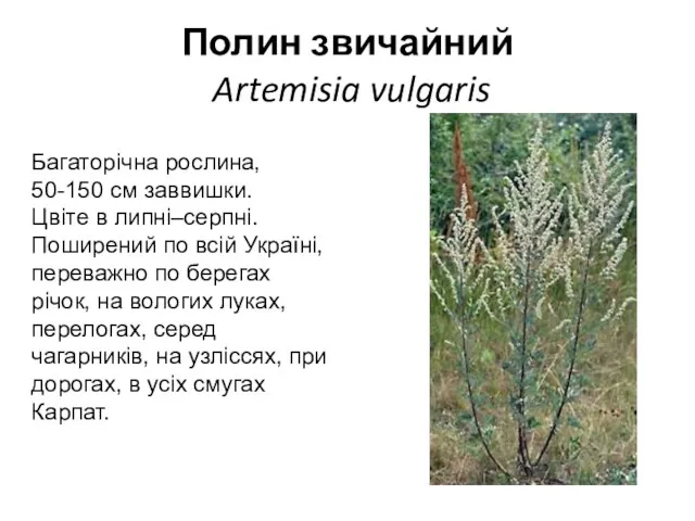 Полин звичайний Artemisia vulgaris Багаторічна рослина, 50-150 см заввишки. Цвіте