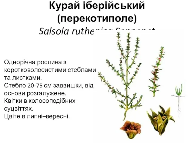 Курай іберійський (перекотиполе) Salsola ruthenica Sennenet Однорічна рослина з коротковолосистими