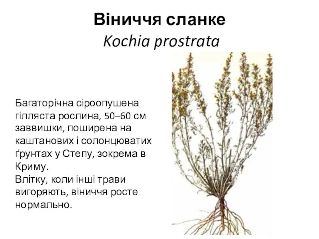 Віниччя сланке Kochia prostrata Багаторічна сіроопушена гілляста рослина, 50–60 см