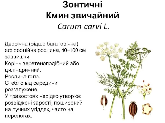 Зонтичні Кмин звичайний Carum carvi L. Дворічна (рідше багаторічна) ефіроолійна