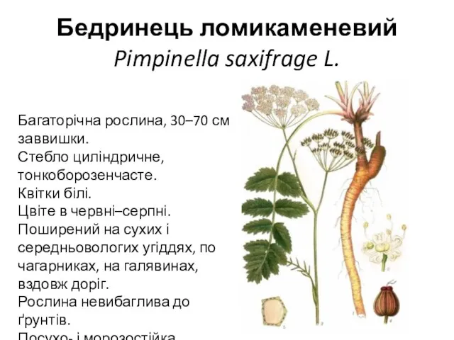Бедринець ломикаменевий Pimpinella saxifrage L. Багаторічна рослина, 30–70 см заввишки.