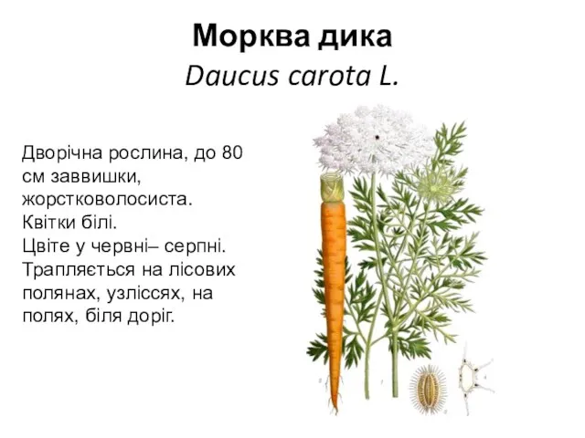 Морква дика Daucus carota L. Дворічна рослина, до 80 см