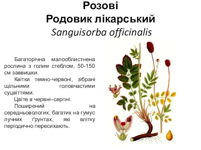 Розові Родовик лікарський Sanguisorba officinalis Багаторічна малооблистнена рослина з голим