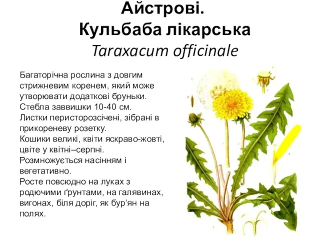 Айстрові. Кульбаба лікарська Taraxacum officinale Багаторічна рослина з довгим стрижневим