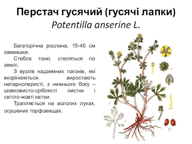 Перстач гусячий (гусячі лапки) Potentilla anserine L. Багаторічна рослина, 15-40
