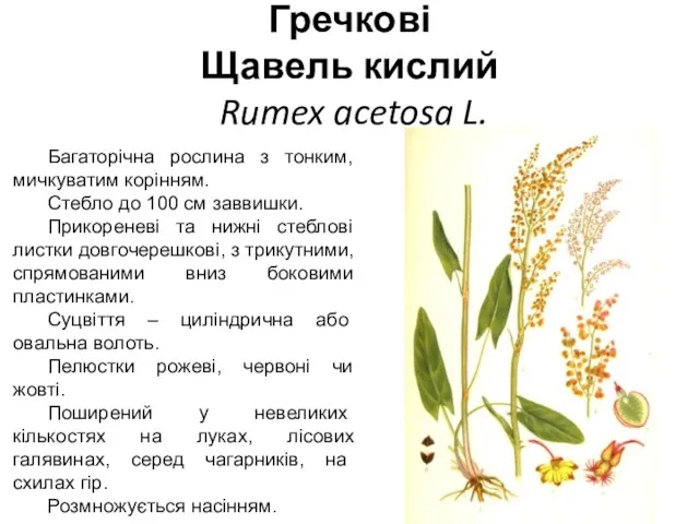 Гречкові Щавель кислий Rumex acetosa L. Багаторічна рослина з тонким,