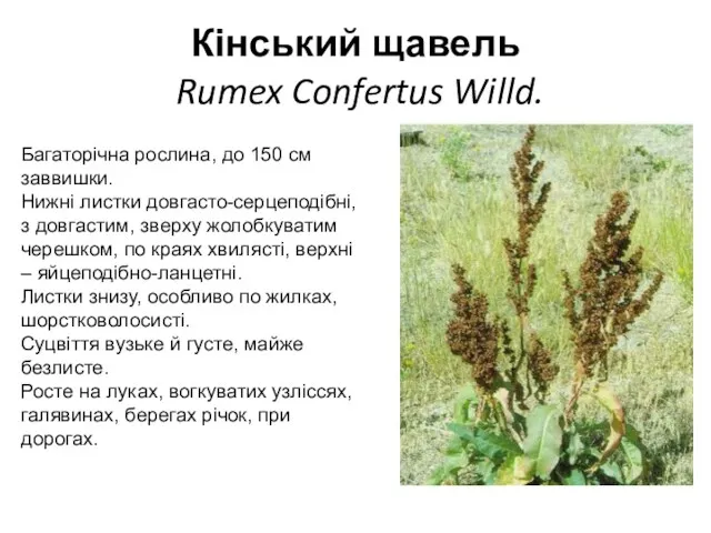 Кінський щавель Rumex Confertus Willd. Багаторічна рослина, до 150 см