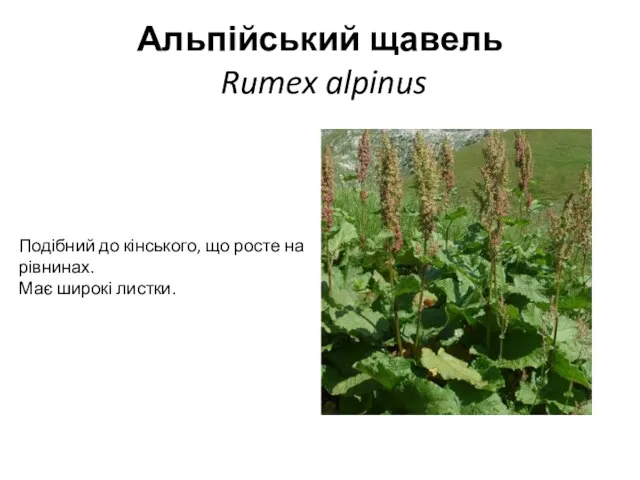 Альпійський щавель Rumex alpinus Подібний до кінського, що росте на рівнинах. Має широкі листки.