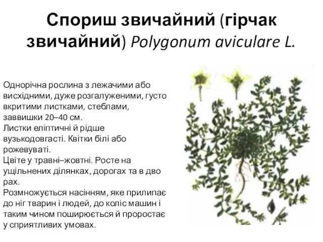 Спориш звичайний (гірчак звичайний) Polygonum aviculare L. Однорічна рослина з