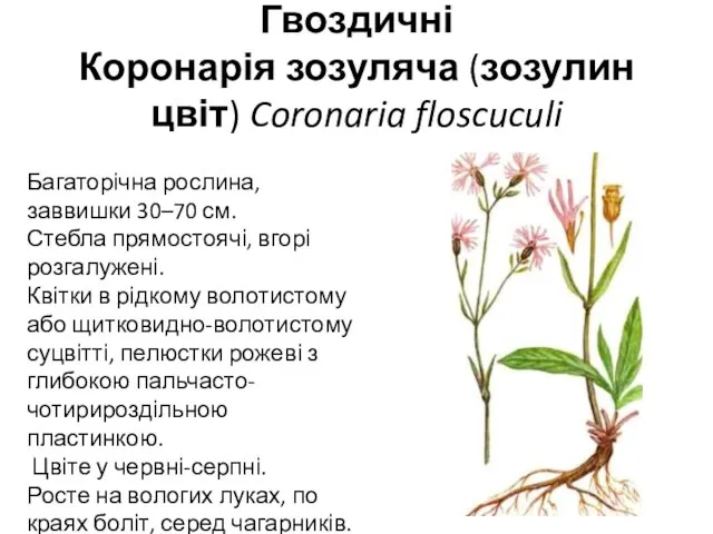 Гвоздичні Коронарія зозуляча (зозулин цвіт) Coronaria floscuculi Багаторічна рослина, заввишки