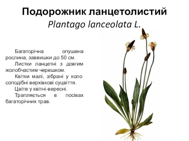 Подорожник ланцетолистий Plantago lanceolata L. Багаторічна опушена рослина, заввишки до