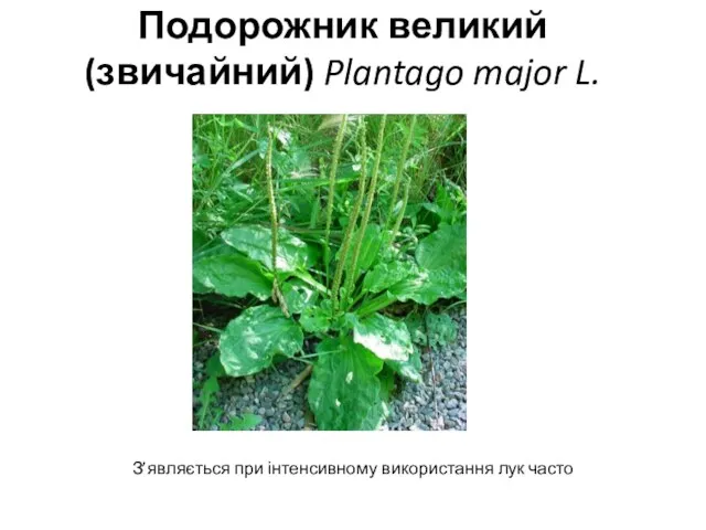 Подорожник великий (звичайний) Plantago major L. З’яв­ляється при інтенсивному використання лук часто