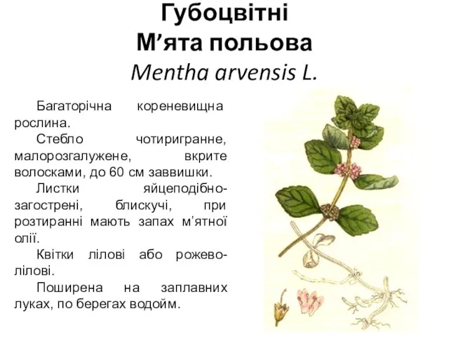 Губоцвітні М’ята польова Mentha arvensis L. Багаторічна корене­вищна рослина. Стебло