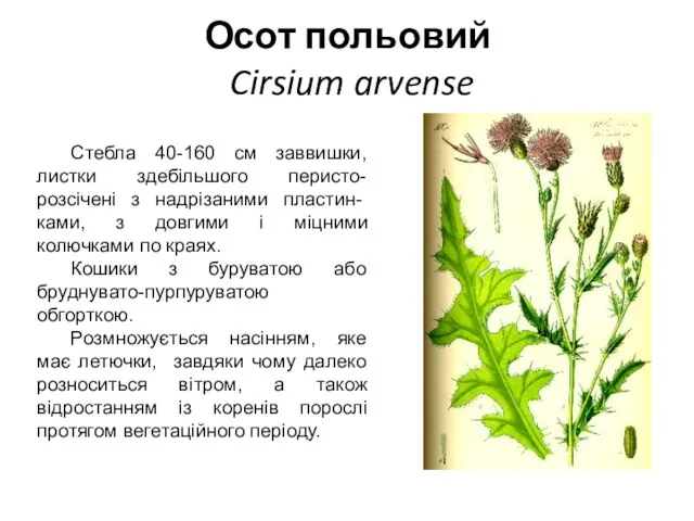 Осот польовий Cirsium arvense Стебла 40-160 см заввишки, листки здебільшого