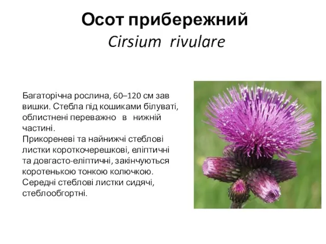 Осот прибережний Cirsium rivulare Багаторічна рослина, 60–120 см зав­вишки. Стебла