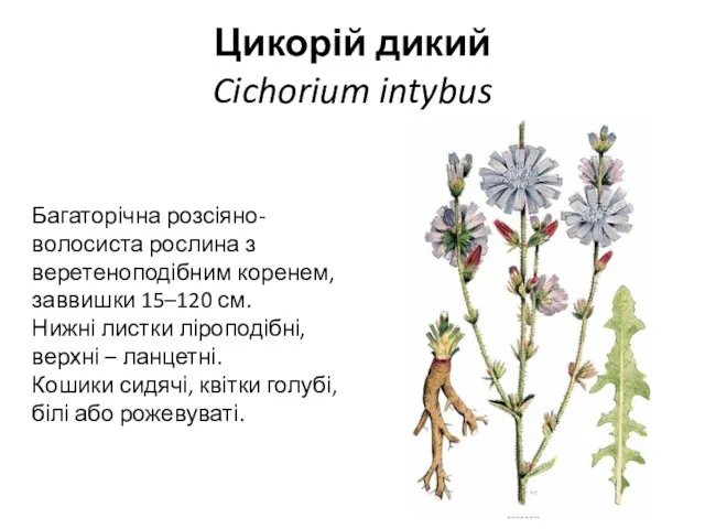 Цикорій дикий Cichorium intybus Багаторічна розсіяно-волосиста рослина з веретеноподібним коренем,