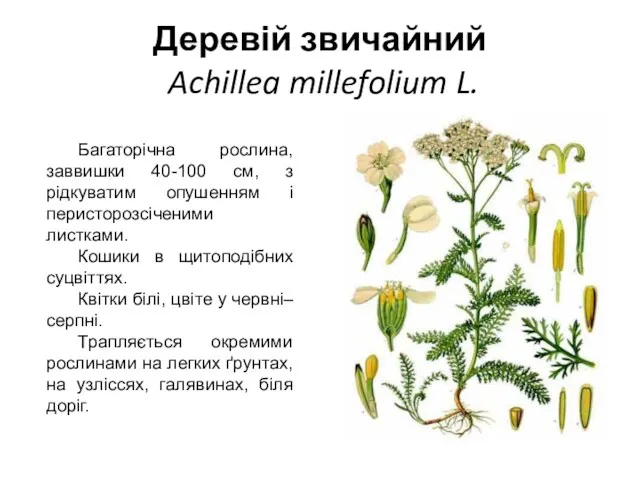 Деревій звичайний Achillea millefolium L. Багаторічна рослина, заввишки 40-100 см,