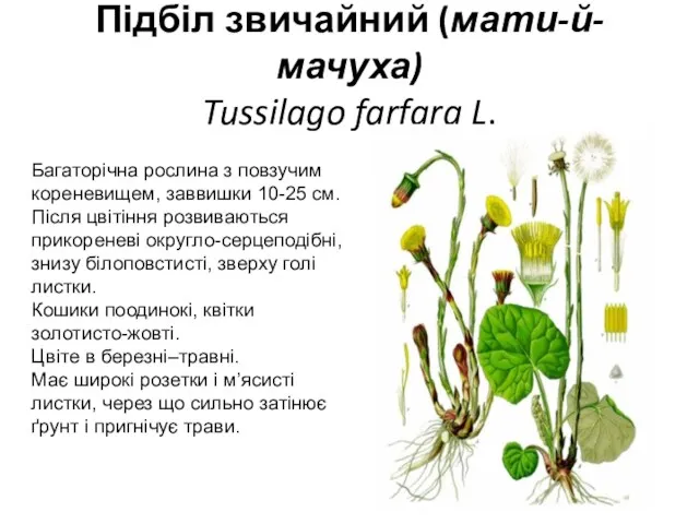Підбіл звичайний (мати-й-мачуха) Tussilago farfara L. Багаторічна рос­лина з повзучим