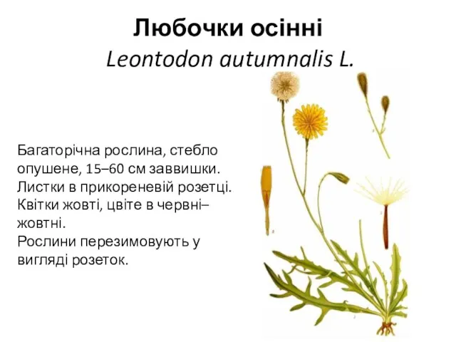 Любочки осінні Leontodon autumnalis L. Багаторічна рослина, стебло опушене, 15–60