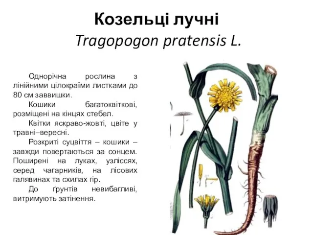 Козельці лучні Tragopogon pratensis L. Однорічна рослина з лінійними цілокраїми