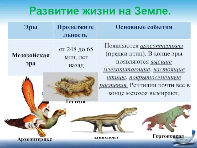 Развитие жизни на Земле. от 248 до 65 млн. лет