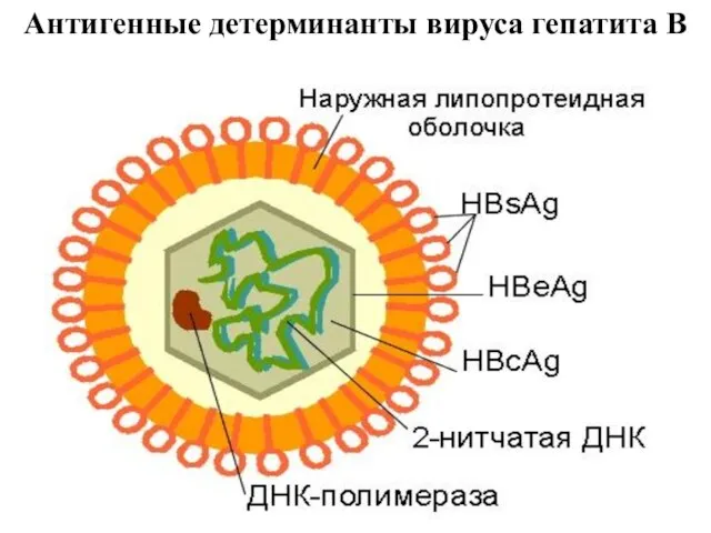 Антигенные детерминанты вируса гепатита В