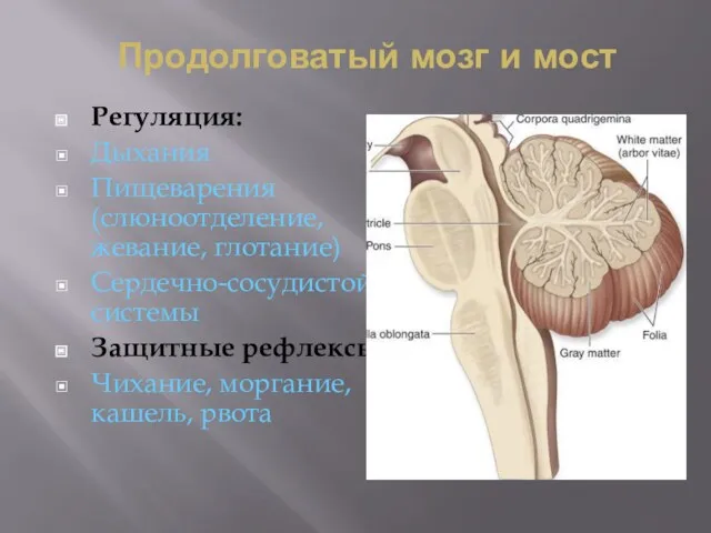 Продолговатый мозг и мост Регуляция: Дыхания Пищеварения (слюноотделение, жевание, глотание)