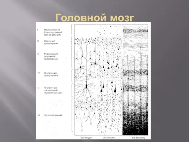 Головной мозг