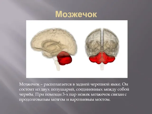 Мозжечок Мозжечок – располагается в задней черепной ямке. Он состоит