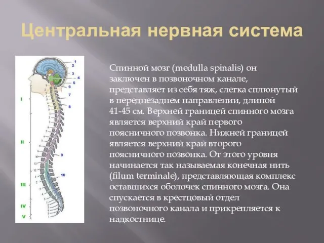 Центральная нервная система Спинной мозг (medulla spinalis) он заключен в