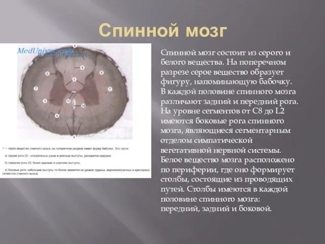 Спинной мозг Спинной мозг состоит из серого и белого вещества.