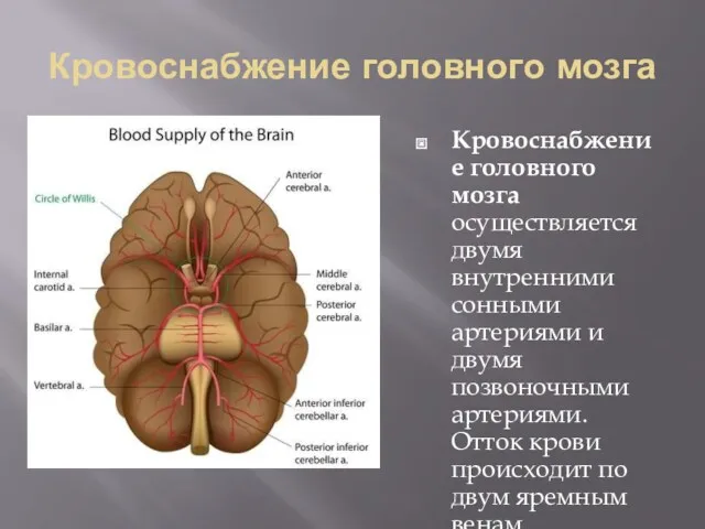 Кровоснабжение головного мозга Кровоснабжение головного мозга осуществляется двумя внутренними сонными