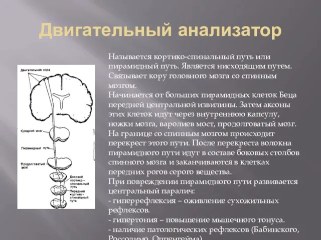 Двигательный анализатор Называется кортико-спинальный путь или пирамидный путь. Является нисходящим