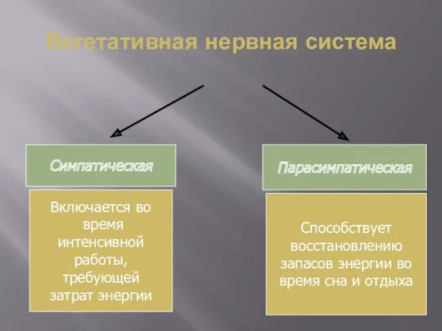 Вегетативная нервная система Симпатическая Парасимпатическая Включается во время интенсивной работы,