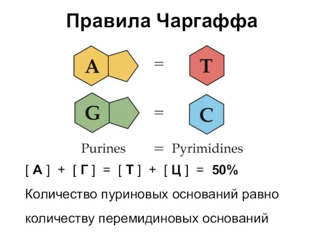 Правила Чаргаффа [ А ] + [ Г ] = [ Т ]