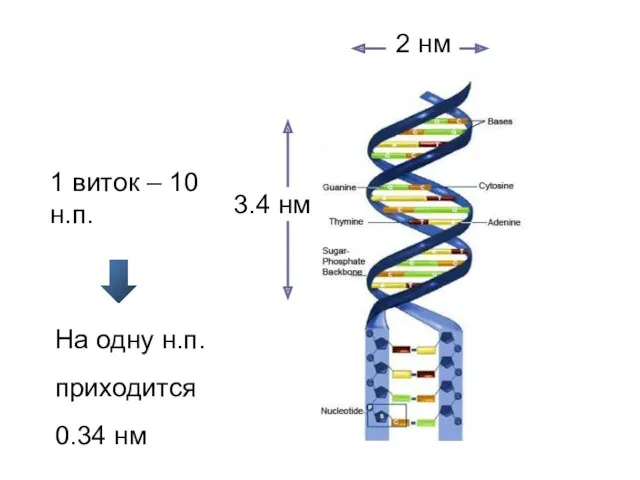 1 виток – 10 н.п. На одну н.п. приходится 0.34 нм