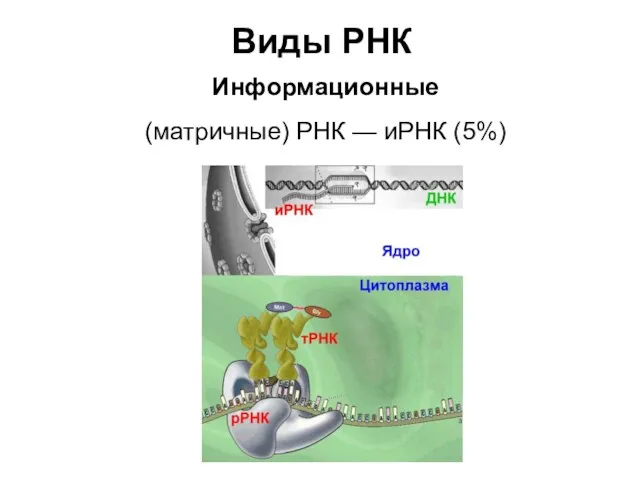 Виды РНК Информационные (матричные) РНК — иРНК (5%)