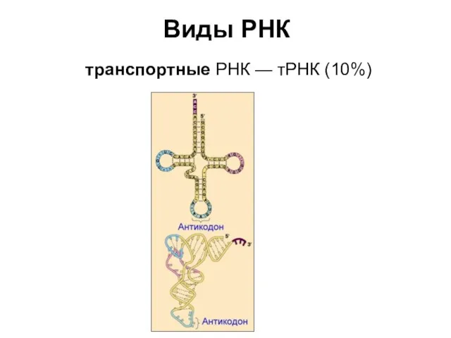 Виды РНК транспортные РНК — тРНК (10%)