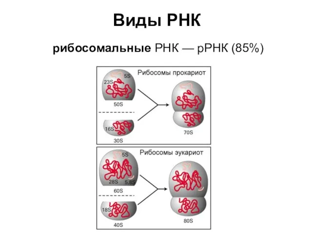 Виды РНК рибосомальные РНК — рРНК (85%)