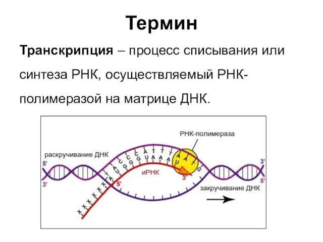 Термин Транскрипция – процесс списывания или синтеза РНК, осуществляемый РНК-полимеразой на матрице ДНК.