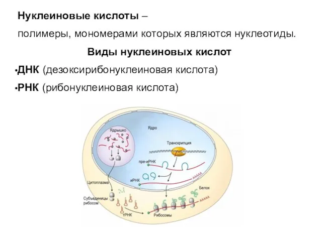 Нуклеиновые кислоты – полимеры, мономерами которых являются нуклеотиды. Виды нуклеиновых кислот ДНК (дезоксирибонуклеиновая