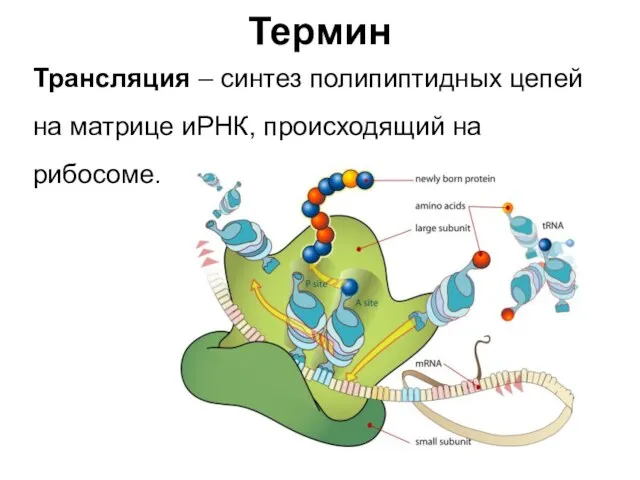 Термин Трансляция – синтез полипиптидных цепей на матрице иРНК, происходящий на рибосоме.
